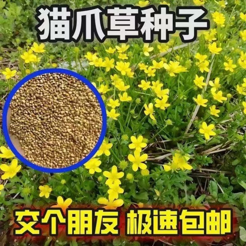 猫爪草种子野生新采猫爪草籽三散草盆栽新种猫爪草四季播种