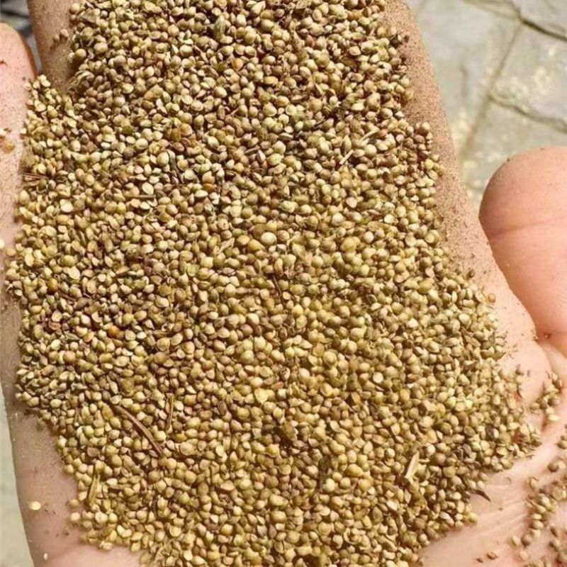 猫爪草种子野生新采猫爪草籽三散草盆栽新种猫爪草四季播种