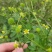 猫爪草种子野生新采猫爪草籽三散草盆栽新种猫爪草四季播种
