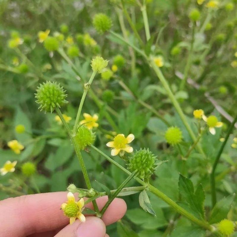 猫爪草种子野生新采猫爪草籽三散草盆栽新种猫爪草四季播种