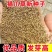 猫爪草种子野生新采猫爪草籽三散草盆栽新种猫爪草四季播种
