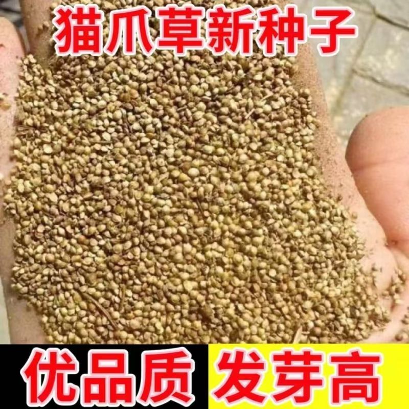 猫爪草种子野生新采猫爪草籽三散草盆栽新种猫爪草四季播种