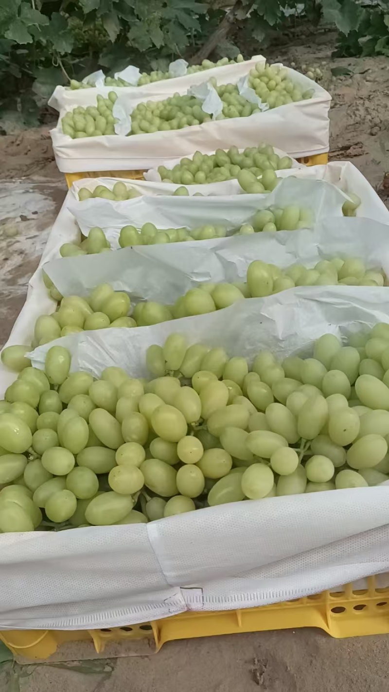 敦煌葡萄脆甜可口，糖度高，颗粒大风味独特，耐运储