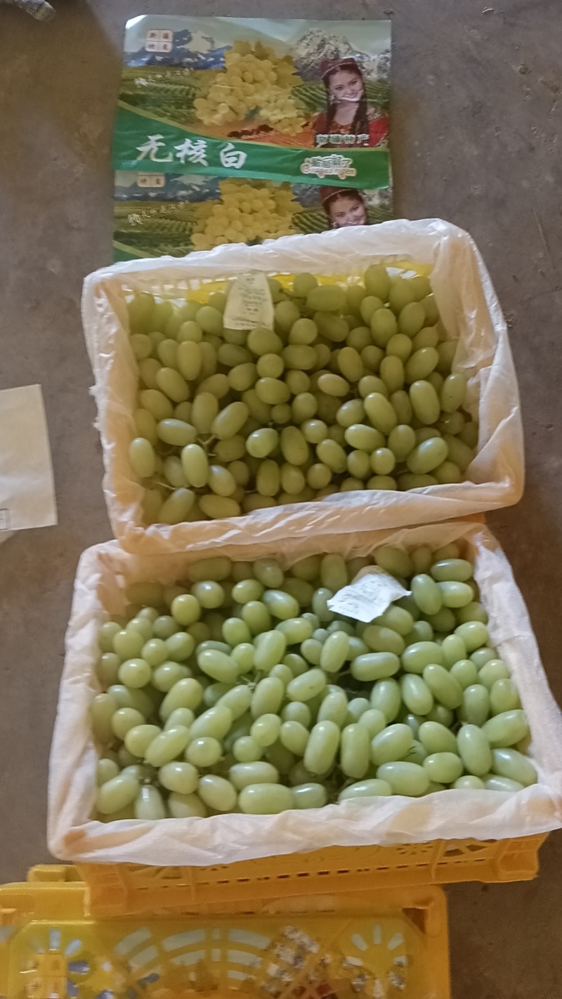 敦煌葡萄脆甜可口，糖度高，颗粒大风味独特，耐运储