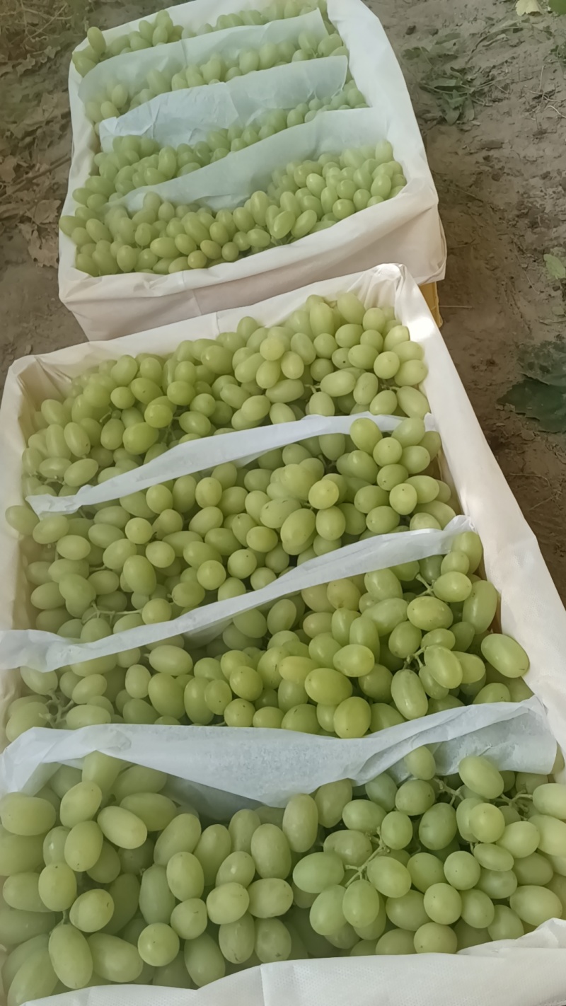 敦煌葡萄脆甜可口，糖度高，颗粒大风味独特，耐运储