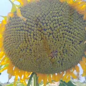新鲜精品葵花饼