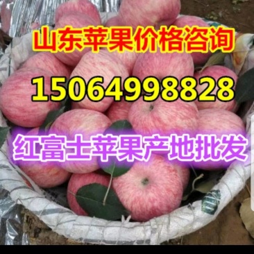 红富士苹果批发价格低【口感脆甜】山东苹果产地直发品质保证
