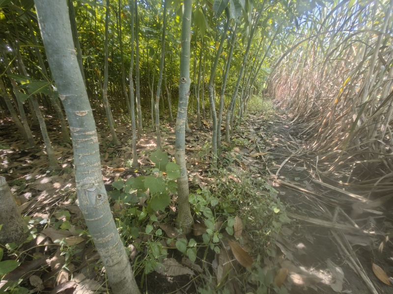有需要的加微信***********