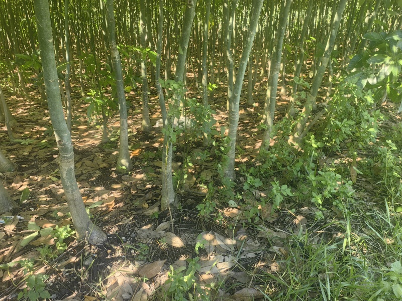 有需要的加微信***********