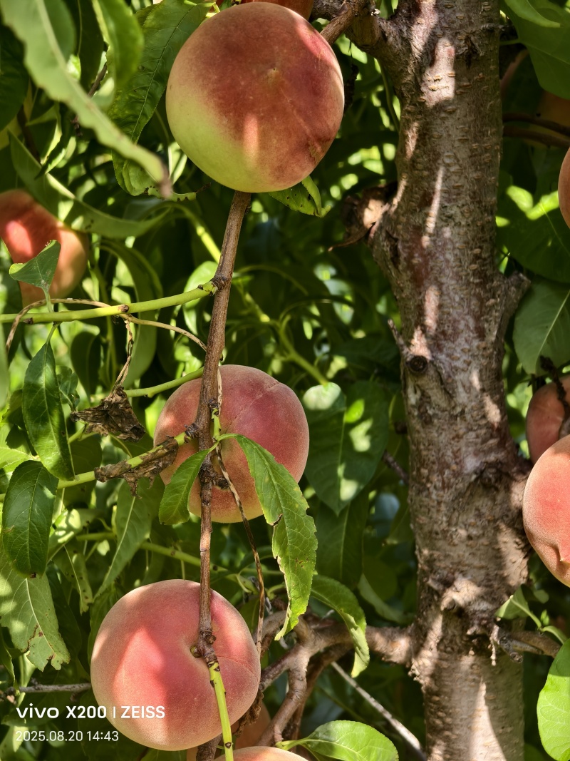 离核蜜桃成熟