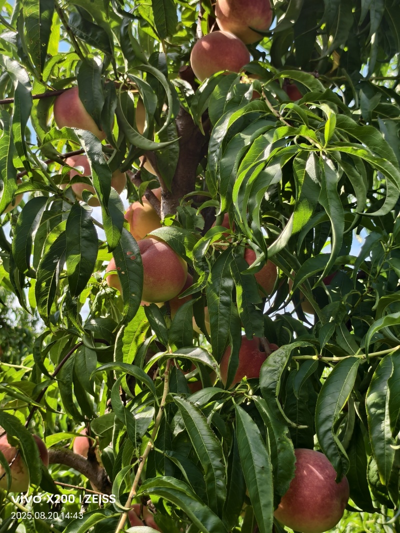 离核蜜桃成熟