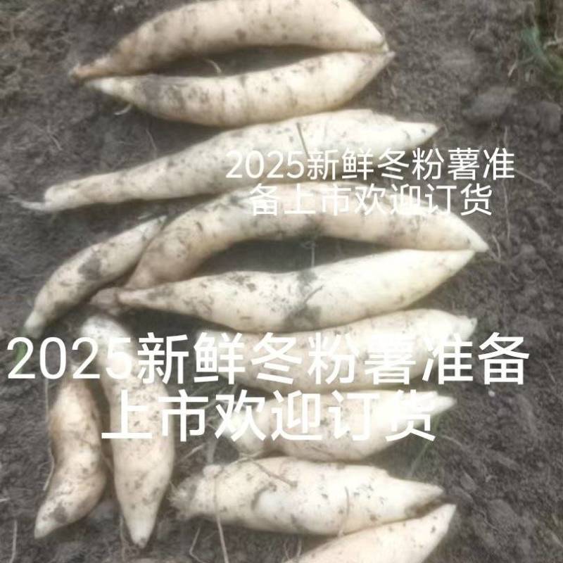2025新鲜冬粉薯竹薯产地货源充足现挖现发欢迎随时联系