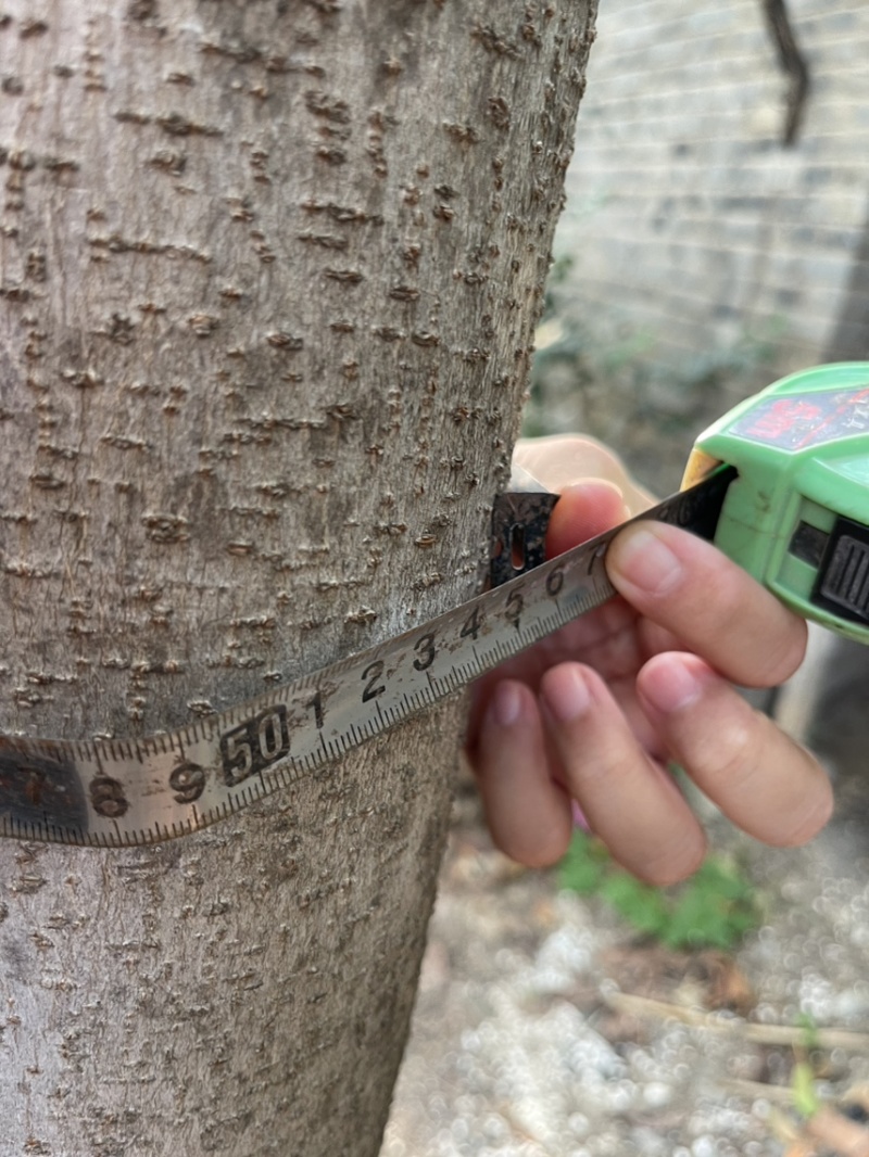 七叶树，给钱就卖，中了十几年了，最粗70cm