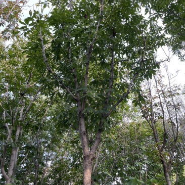 七叶树，给钱就卖，中了十几年了，最粗70cm