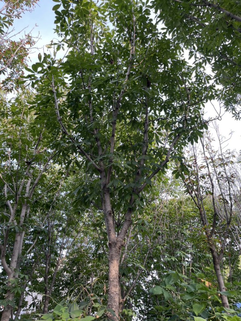 七叶树，给钱就卖，中了十几年了，最粗70cm