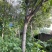 七叶树，给钱就卖，中了十几年了，最粗70cm
