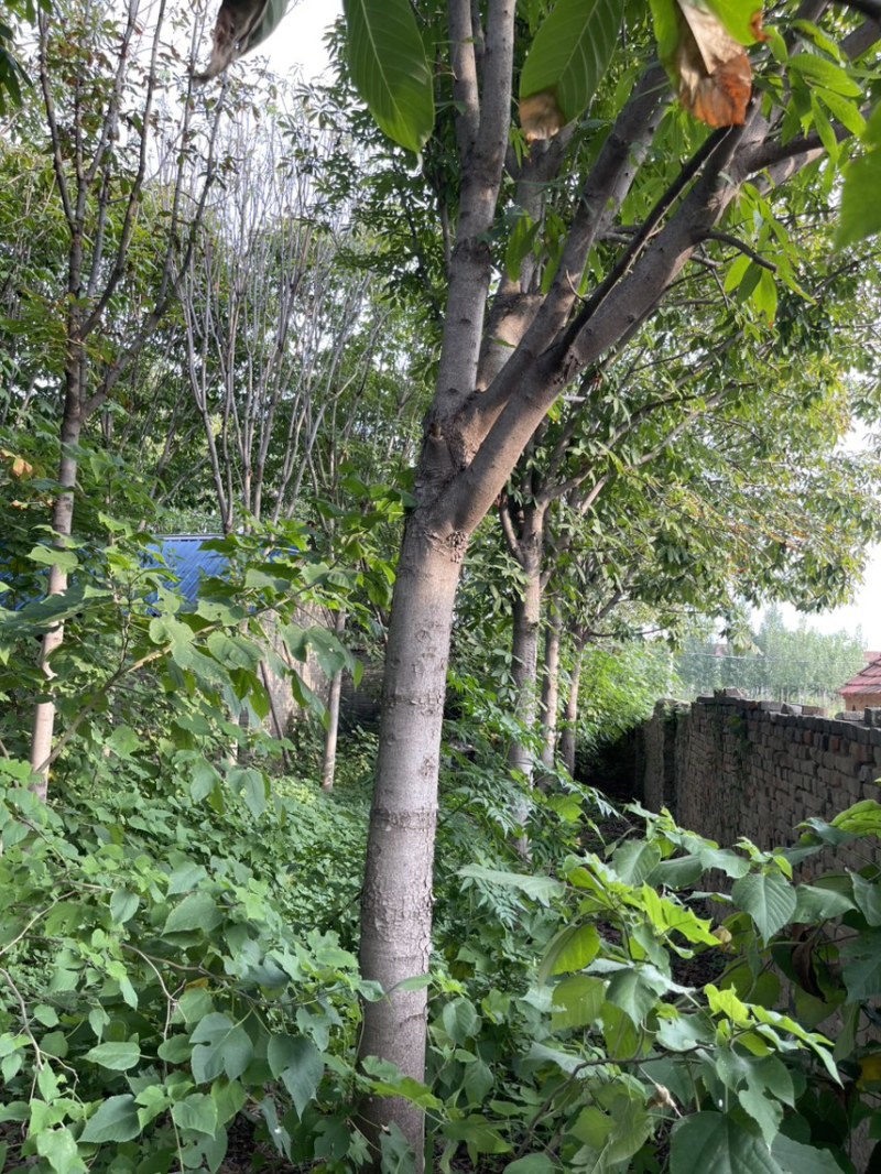 七叶树，给钱就卖，中了十几年了，最粗70cm