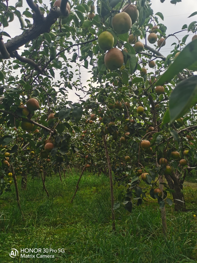 河北玉露香梨
