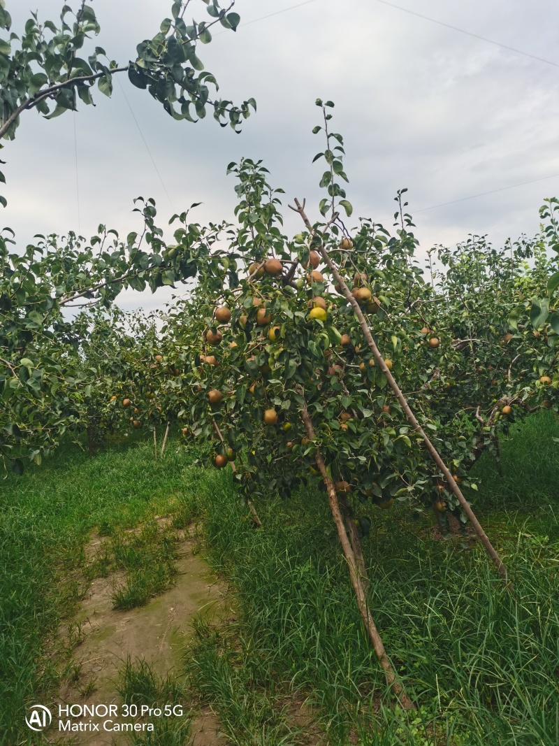 河北玉露香梨