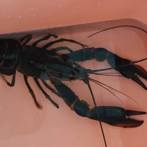 澳洲蓝龙虾1两到2两