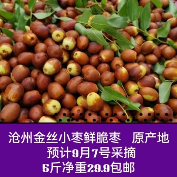 金丝小枣鲜枣脆甜沧州特产现摘现现发