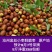 金丝小枣鲜枣脆甜沧州特产现摘现现发