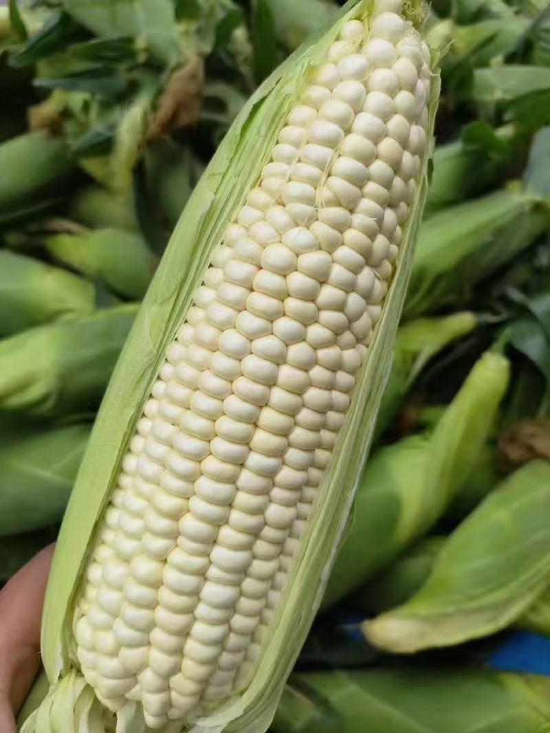 批发青玉米***********