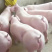 【活猪到家】杜洛克仔猪疫苗齐全，全国发货成活率高