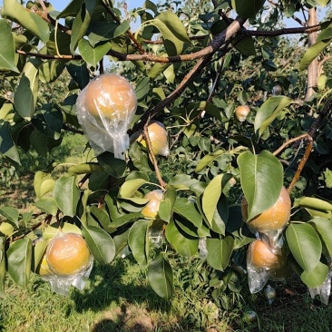 玉露香梨