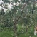 玉露香梨