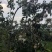 玉露香梨