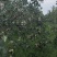 玉露香梨