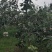 玉露香梨