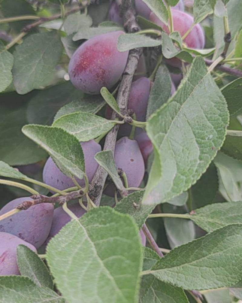 新疆法兰西梅