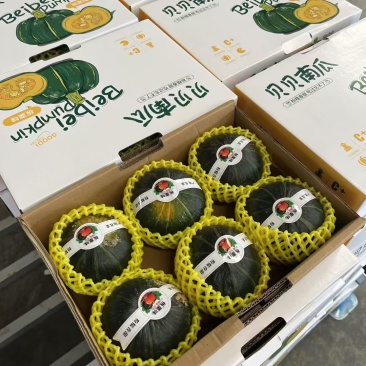 贝贝南瓜产地直发，大量有货，可供国内外商超，电商，市场多个平