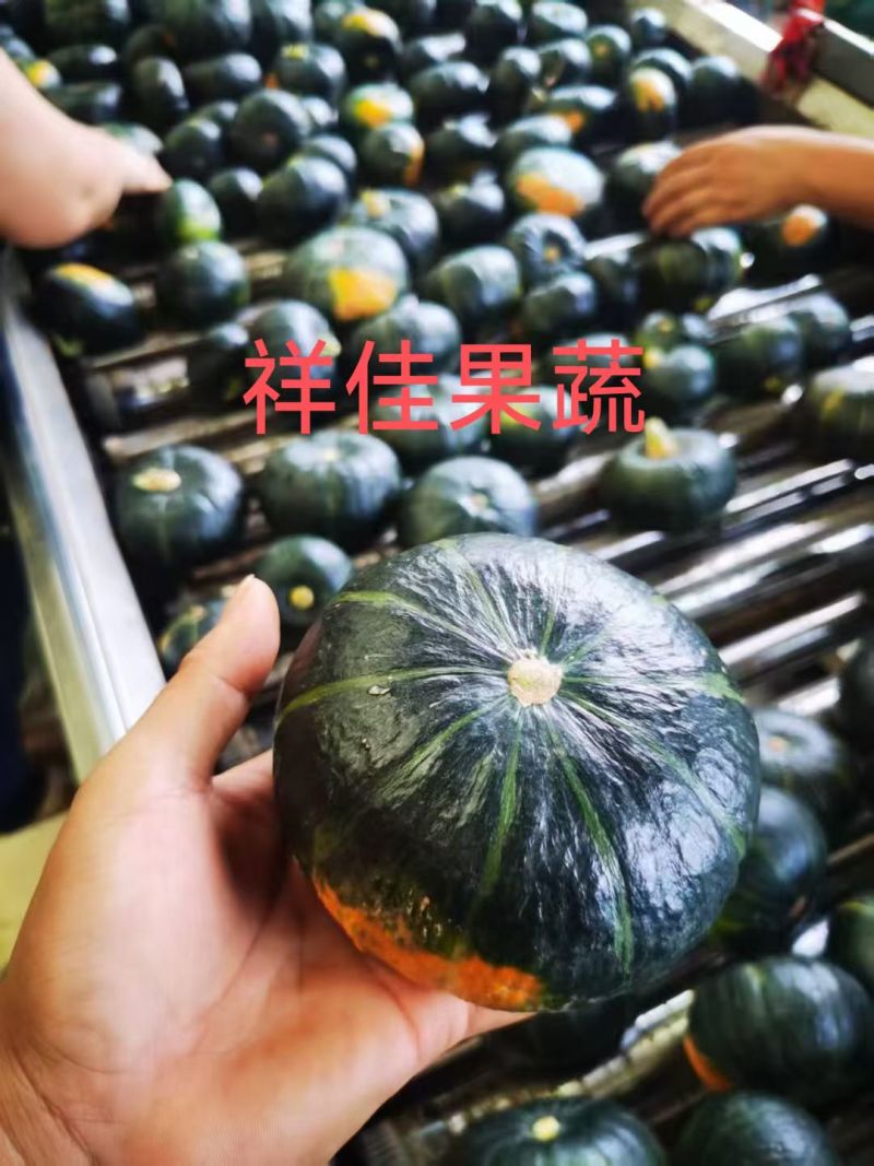 贝贝南瓜产地直发，大量有货，可供国内外商超，电商，市场多个平