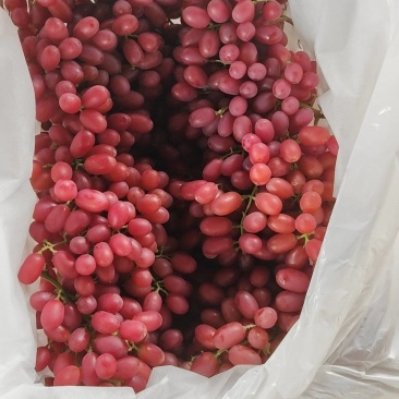 西昌克伦生葡萄大量有货基地直供品质优可对接市场欢迎咨询