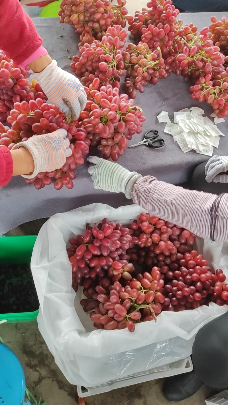 西昌克伦生葡萄大量有货基地直供品质优可对接市场欢迎咨询