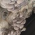 鲜蘑菇