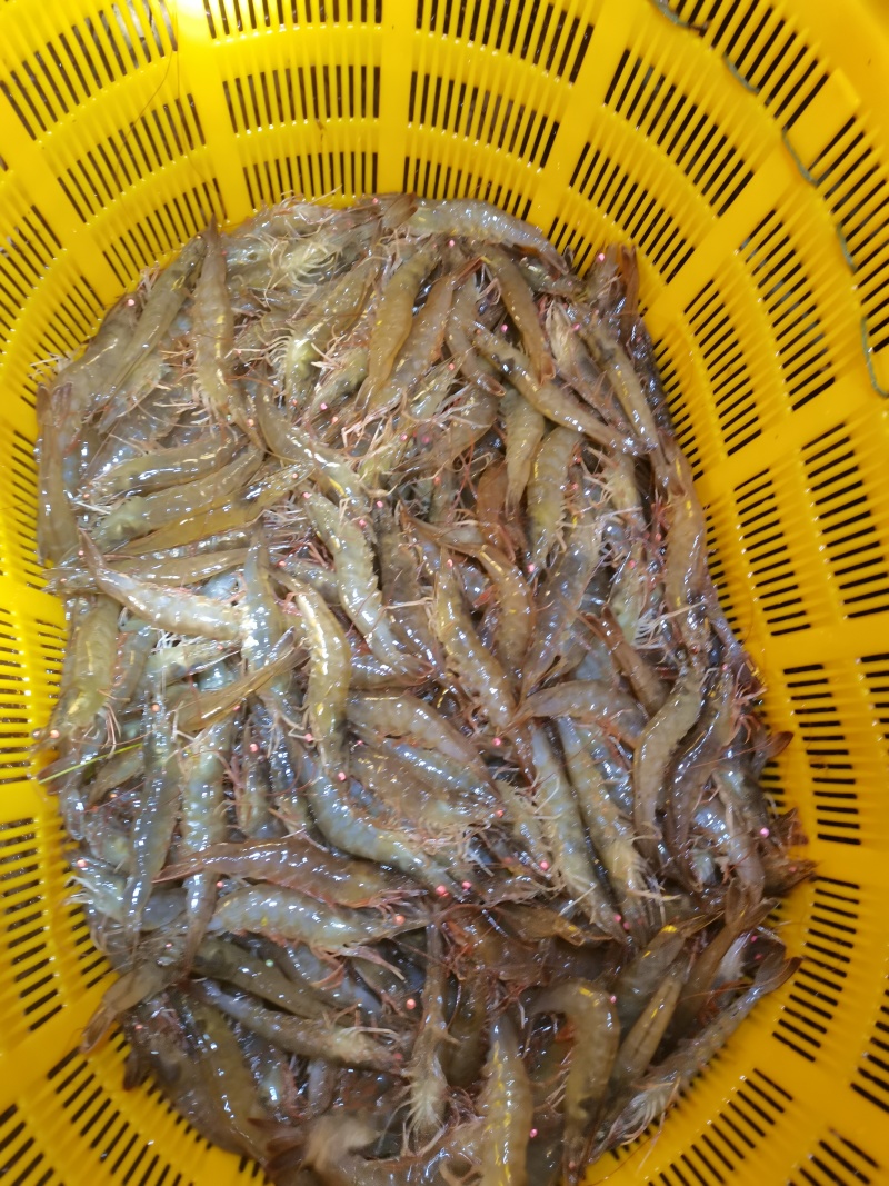 白对虾