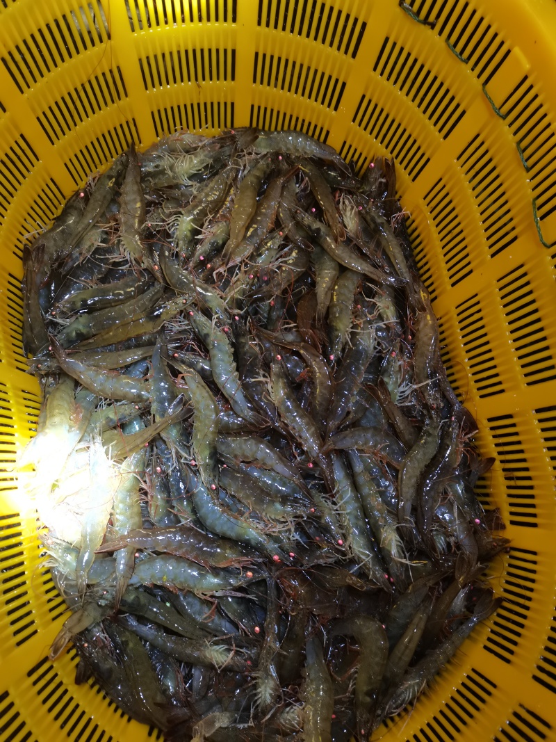 白对虾