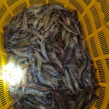 白对虾