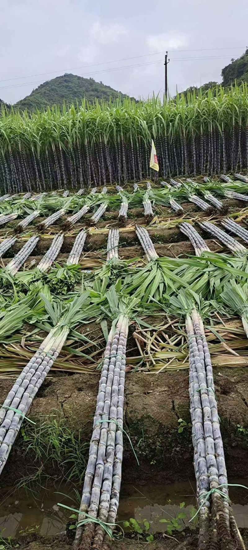 黑皮甘蔗