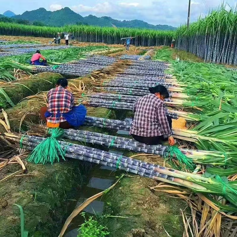 黑皮甘蔗