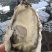 山东乳山精品生蚝批发，源头工厂，一件代发。品质保证。