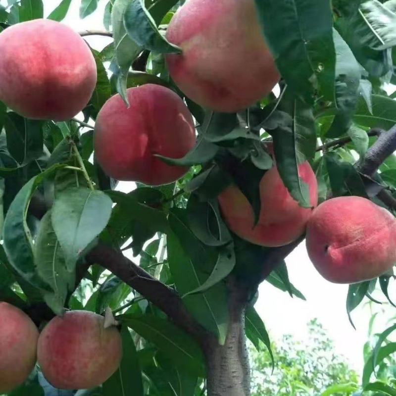 【推荐】秋彤秋香蜜视频看货对接商超批发市场
