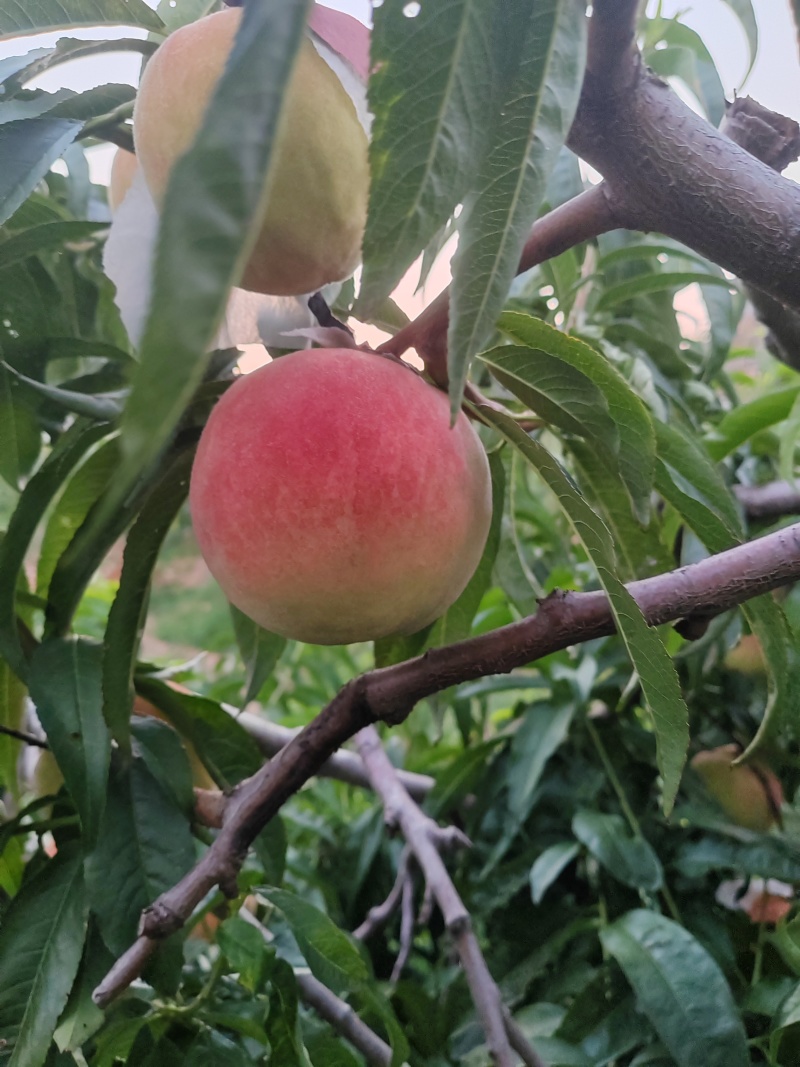 【推荐】秋彤秋香蜜视频看货对接商超批发市场