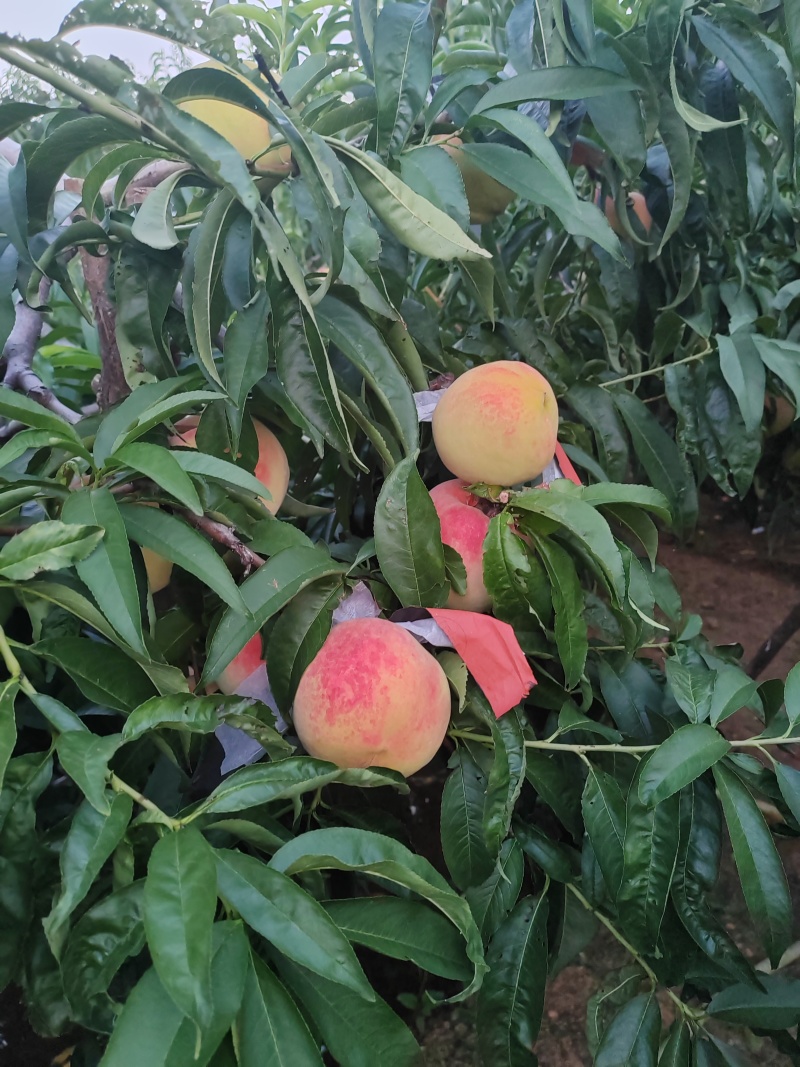 【推荐】秋彤秋香蜜视频看货对接商超批发市场