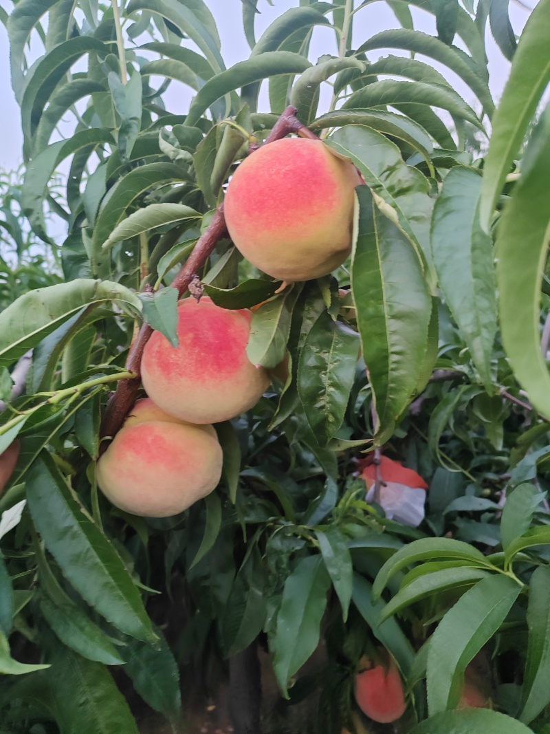 【推荐】秋彤秋香蜜视频看货对接商超批发市场