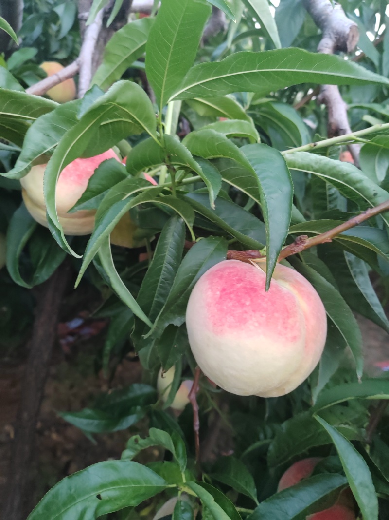 【推荐】秋彤秋香蜜视频看货对接商超批发市场
